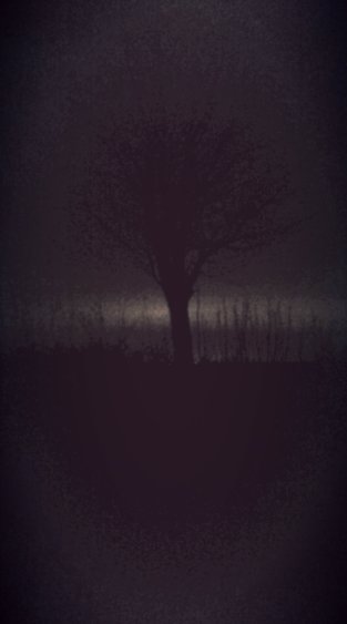 night tree